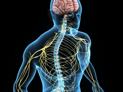 Lee más sobre el artículo El sistema nervioso autónomo y sus trastornos